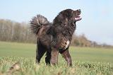 DOGUE DU TIBET 566